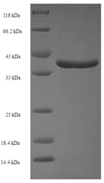 Greater than 90% as determined by SDS-PAGE.Recombinant Human Ras-Related Protein Rab-11A (RAB11A) Protein (His-SUMO)