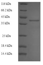 Greater than 90% as determined by SDS-PAGE.