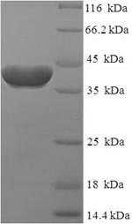 Greater than 90% as determined by SDS-PAGE.