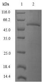 Greater than 90% as determined by SDS-PAGE.