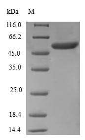 Greater than 90% as determined by SDS-PAGE.