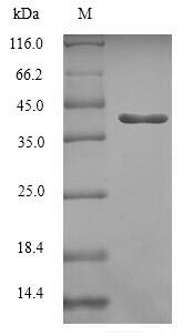Greater than 90% as determined by SDS-PAGE.Recombinant Human Ras-Related Protein Rab-5C (RAB5C) Protein (His-SUMO)