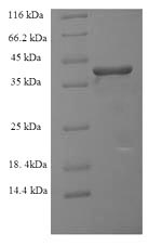 Greater than 90% as determined by SDS-PAGE.