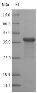 Greater than 90% as determined by SDS-PAGE.Recombinant Human Ras-Related Protein Rab-8A (RAB8A) Protein (His-SUMO)