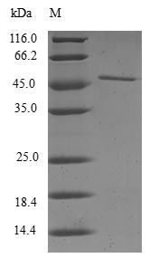 Greater than 90% as determined by SDS-PAGE.