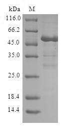 Greater than 90% as determined by SDS-PAGE.Recombinant Human Cell Cycle Checkpoint Protein Rad1 (RAD1) Protein (GST)