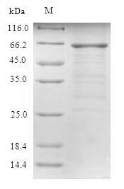 Greater than 90% as determined by SDS-PAGE.Recombinant Human Uv Excision Repair Protein Rad23 Homolog A (RAD23A) Protein (GST)