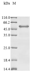 Greater than 85% as determined by SDS-PAGE.Recombinant Human Uv Excision Repair Protein Rad23 Homolog A (RAD23A) Protein (His&Myc)