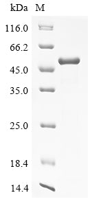 Greater than 90% as determined by SDS-PAGE.Recombinant Human Uv Excision Repair Protein Rad23 Homolog A (RAD23A) Protein (His)