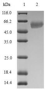 Greater than 90% as determined by SDS-PAGE.Recombinant Human Dna Repair Protein Rad51 Homolog 4 (RAD51D) Protein (GST)