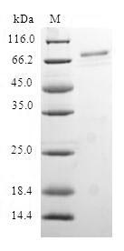 Greater than 90% as determined by SDS-PAGE.