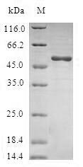 Greater than 90% as determined by SDS-PAGE.