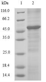 Greater than 90% as determined by SDS-PAGE.Recombinant Human Gtp-Binding Nuclear Protein Ran (RAN) Protein (GST)