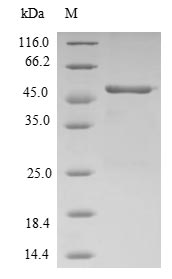 Greater than 90% as determined by SDS-PAGE.