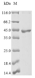 Greater than 85% as determined by SDS-PAGE.