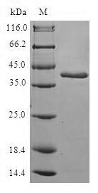 Greater than 90% as determined by SDS-PAGE.