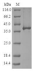 Greater than 90% as determined by SDS-PAGE.