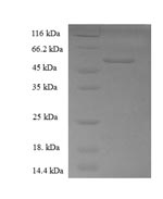 Greater than 90% as determined by SDS-PAGE.