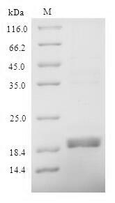 Greater than 90% as determined by SDS-PAGE.