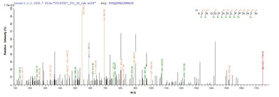 Based on the SEQUEST from database of E.coli host and target protein, the LC-MS/MS Analysis result of this product could indicate that this peptide derived from E.coli-expressed Mus musculus (Mouse) Retn.Recombinant Mouse Resistin (RETN) Protein (His)