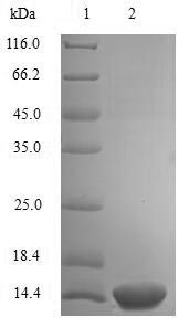 Greater than 90% as determined by SDS-PAGE.Recombinant Mouse Resistin (RETN) Protein (His)