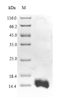 Greater than 85% as determined by SDS-PAGE.
