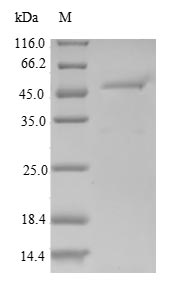Greater than 90% as determined by SDS-PAGE.