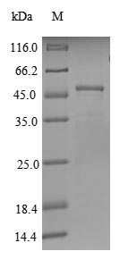 Greater than 85% as determined by SDS-PAGE.Recombinant Human Regulator Of G-Protein Signaling 17 (RGS17) Protein (GST), Active