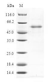 Greater than 90% as determined by SDS-PAGE.