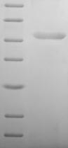 Greater than 90% as determined by SDS-PAGE.