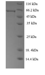 Greater than 90% as determined by SDS-PAGE.