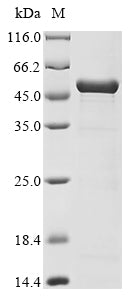 Greater than 85% as determined by SDS-PAGE.