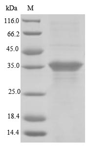 Greater than 85% as determined by SDS-PAGE.Recombinant Human Blood group Rh (RHD) Protein (His-GST)