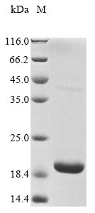 Greater than 85% as determined by SDS-PAGE.Recombinant Bovine Rhodopsin (RHO) Protein (His-KSI)