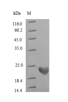 Greater than 90% as determined by SDS-PAGE.