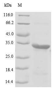 Greater than 90% as determined by SDS-PAGE.Recombinant Pig Rhodopsin (RHO) Protein (His-GST)