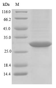Greater than 85% as determined by SDS-PAGE.Recombinant Pig Rhodopsin (RHO) Protein (GST)