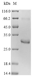 Greater than 90% as determined by SDS-PAGE.Recombinant Human Rho-Related Gtp-Binding Protein Rhod (RHOD) Protein (His&Myc)