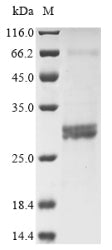 Greater than 85% as determined by SDS-PAGE.Recombinant Human Rho-Related Gtp-Binding Protein Rhog (RHOG) Protein (His&Myc)