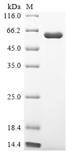 Greater than 90% as determined by SDS-PAGE.Recombinant Human Receptor-Interacting Serine/Threonine-Protein Kinase 2 (RIPK2) Protein (His)