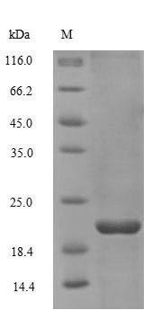Greater than 90% as determined by SDS-PAGE.Recombinant Human Non-Secretory Ribonuclease (RNASE2) Protein (His)