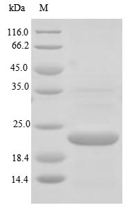 Greater than 85% as determined by SDS-PAGE.