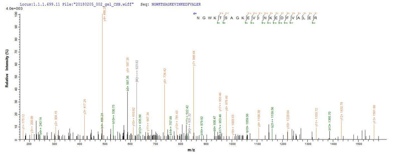 Based on the SEQUEST from database of E.coli host and target protein, the LC-MS/MS Analysis result of this product could indicate that this peptide derived from E.coli-expressed Homo sapiens (Human) RNASEH1.Recombinant Human Ribonuclease H1 (RNASEH1) Protein (His)