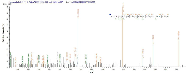 Based on the SEQUEST from database of E.coli host and target protein, the LC-MS/MS Analysis result of this product could indicate that this peptide derived from E.coli-expressed Homo sapiens (Human) RNASEH1.Recombinant Human Ribonuclease H1 (RNASEH1) Protein (His)