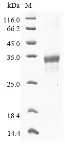 Greater than 85% as determined by SDS-PAGE.Recombinant Mouse Ribonuclease T2-A (RNASET2A) Protein (His&Myc)