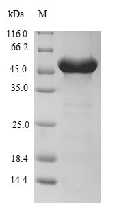 Greater than 90% as determined by SDS-PAGE.Recombinant Human Ring Finger Protein 114 (RNF114) Protein (GST)