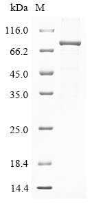 Greater than 85% as determined by SDS-PAGE.Recombinant Human Ring Finger Protein 207 (RNF207) Protein (His&Myc)