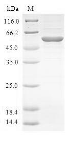 Greater than 90% as determined by SDS-PAGE.Recombinant Human Ring Finger Protein 212 (RNF212) Protein (GST)