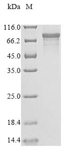 Greater than 85% as determined by SDS-PAGE.Recombinant Human Orc Ubiquitin Ligase 1 (OBI1) Protein (His&Myc)