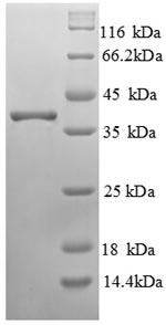 Greater than 90% as determined by SDS-PAGE.